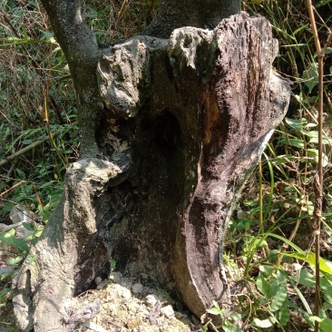 金弹子下山桩，熟桩