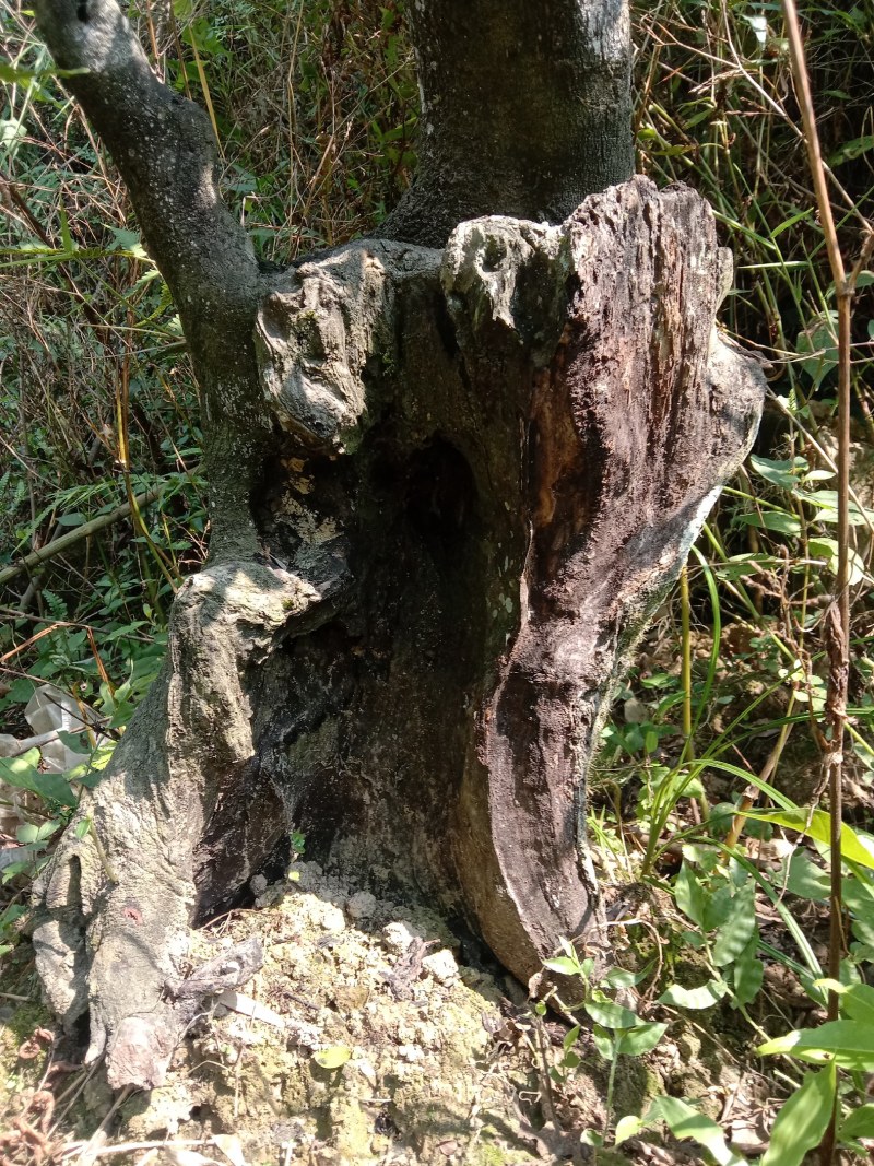 金弹子下山桩，熟桩