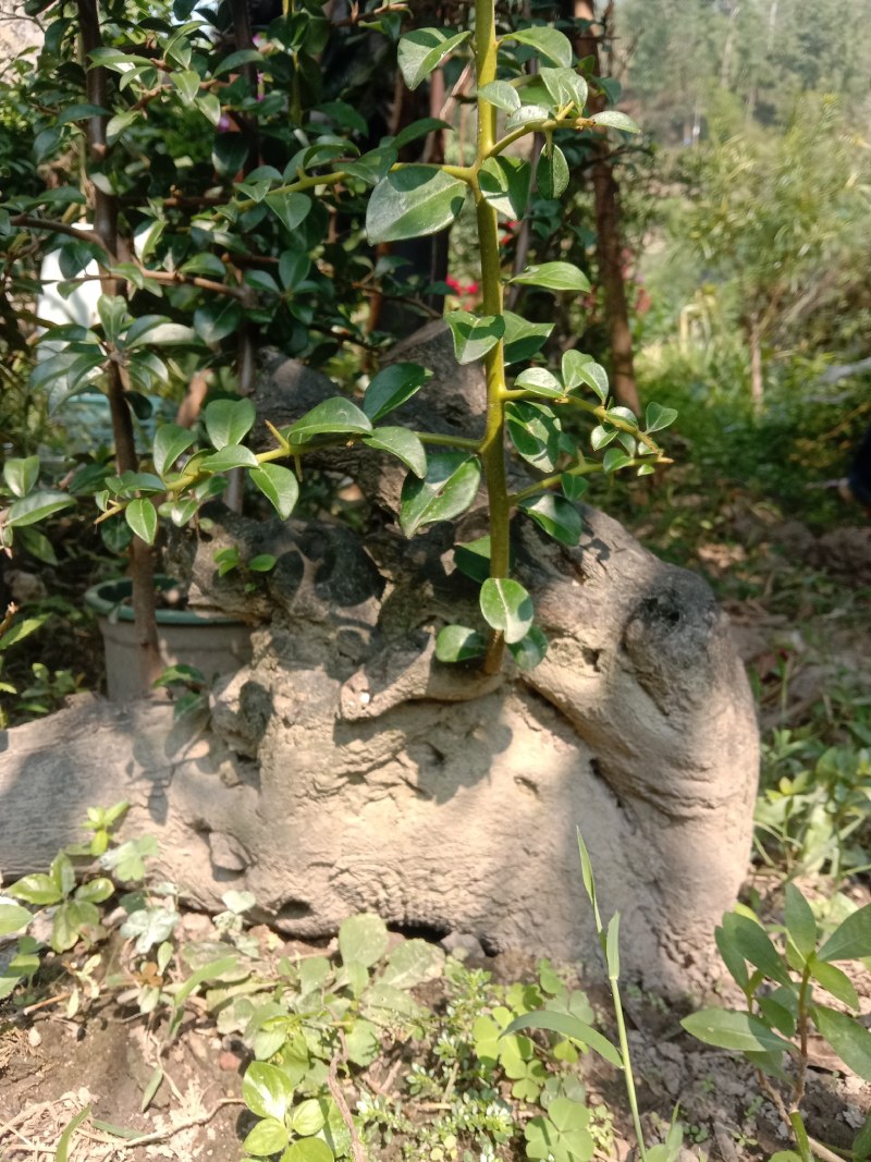 金弹子下山桩，熟桩
