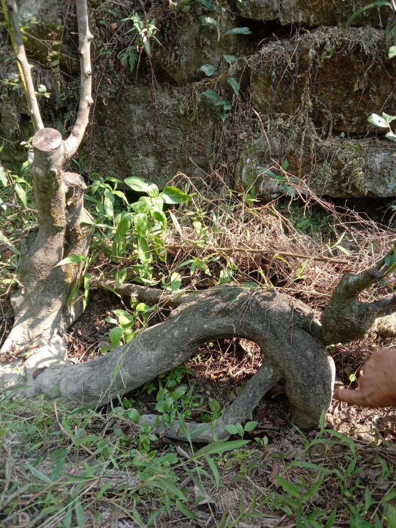 金弹子下山桩，熟桩