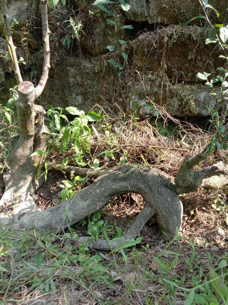 金弹子下山桩，熟桩
