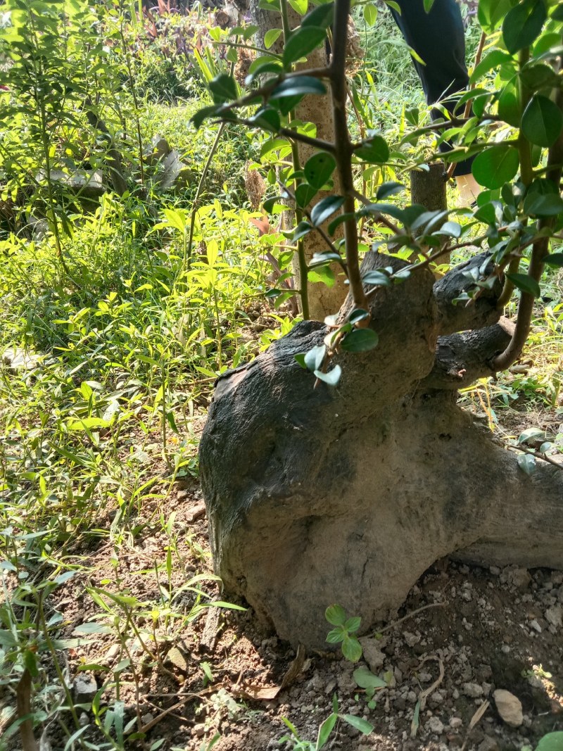 金弹子下山桩，熟桩