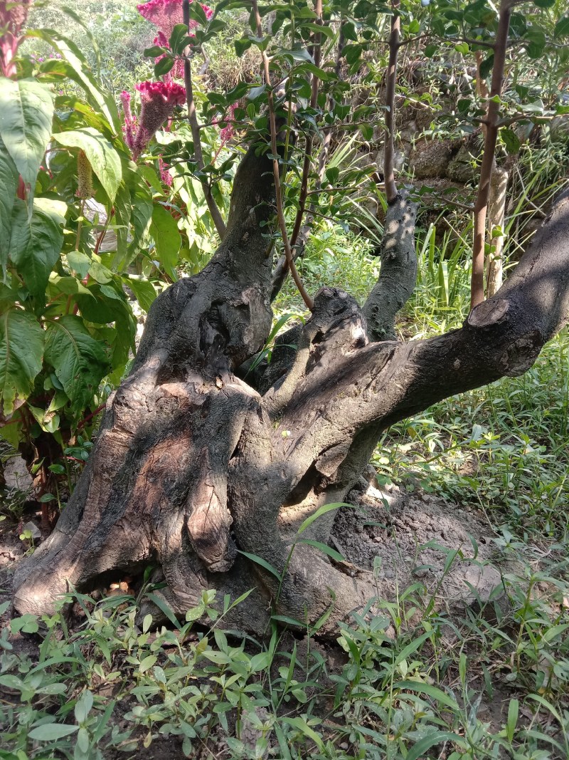 金弹子下山桩，熟桩