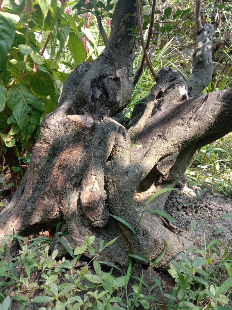 金弹子下山桩，熟桩