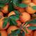 宜昌纽荷尔脐橙，果园现摘现发，欢迎电商，市场质量保证