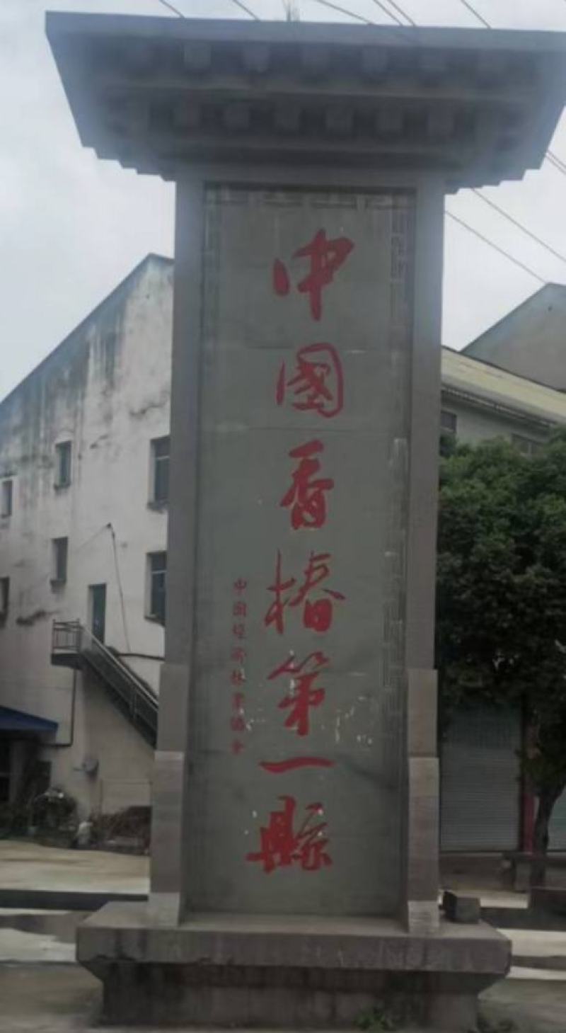 红油香椿，香椿基地，根须苗，露天苗
