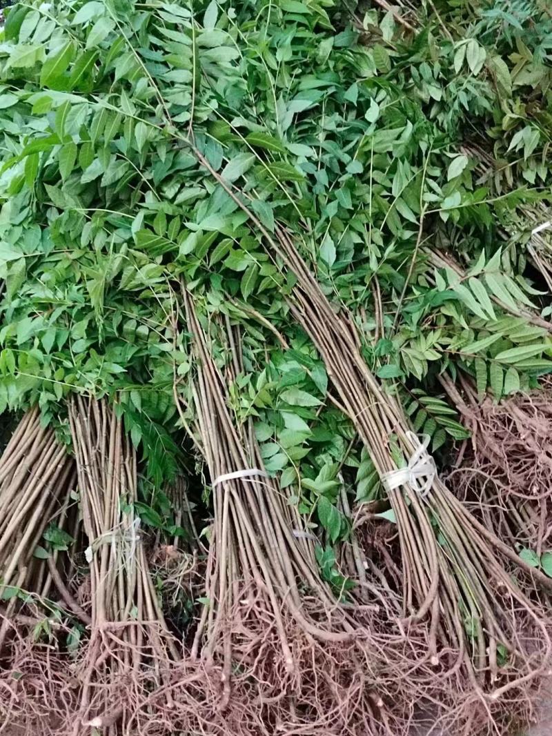 红油香椿，香椿基地，根须苗，露天苗