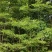 绿化园林景观适合河提公园细叶揽仁树