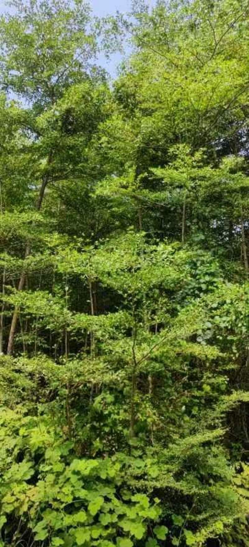 绿化园林景观适合河提公园细叶揽仁树