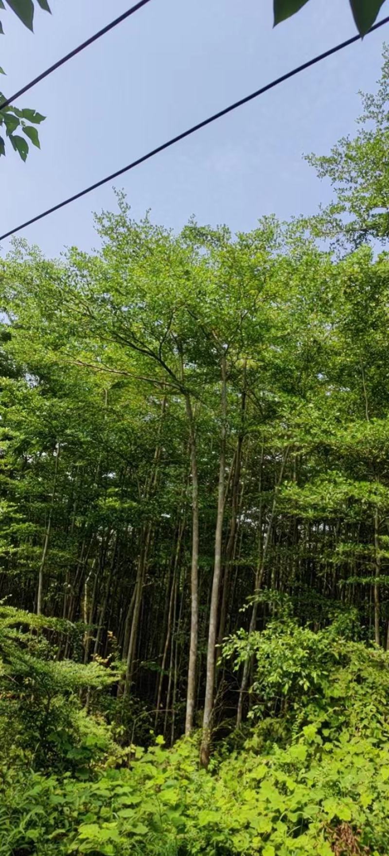 绿化园林景观适合河提公园细叶揽仁树