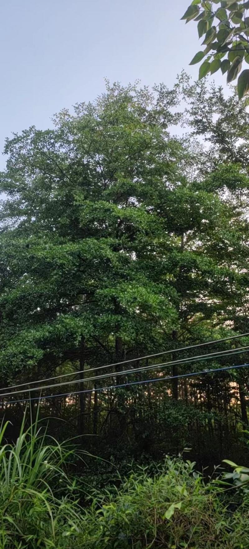 绿化园林景观适合河提公园细叶揽仁树