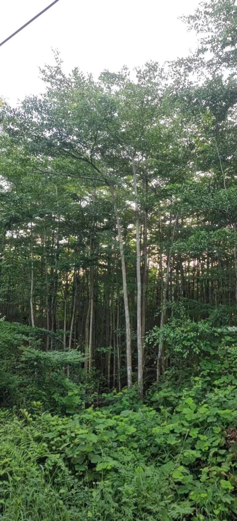 绿化园林景观适合河提公园细叶揽仁树