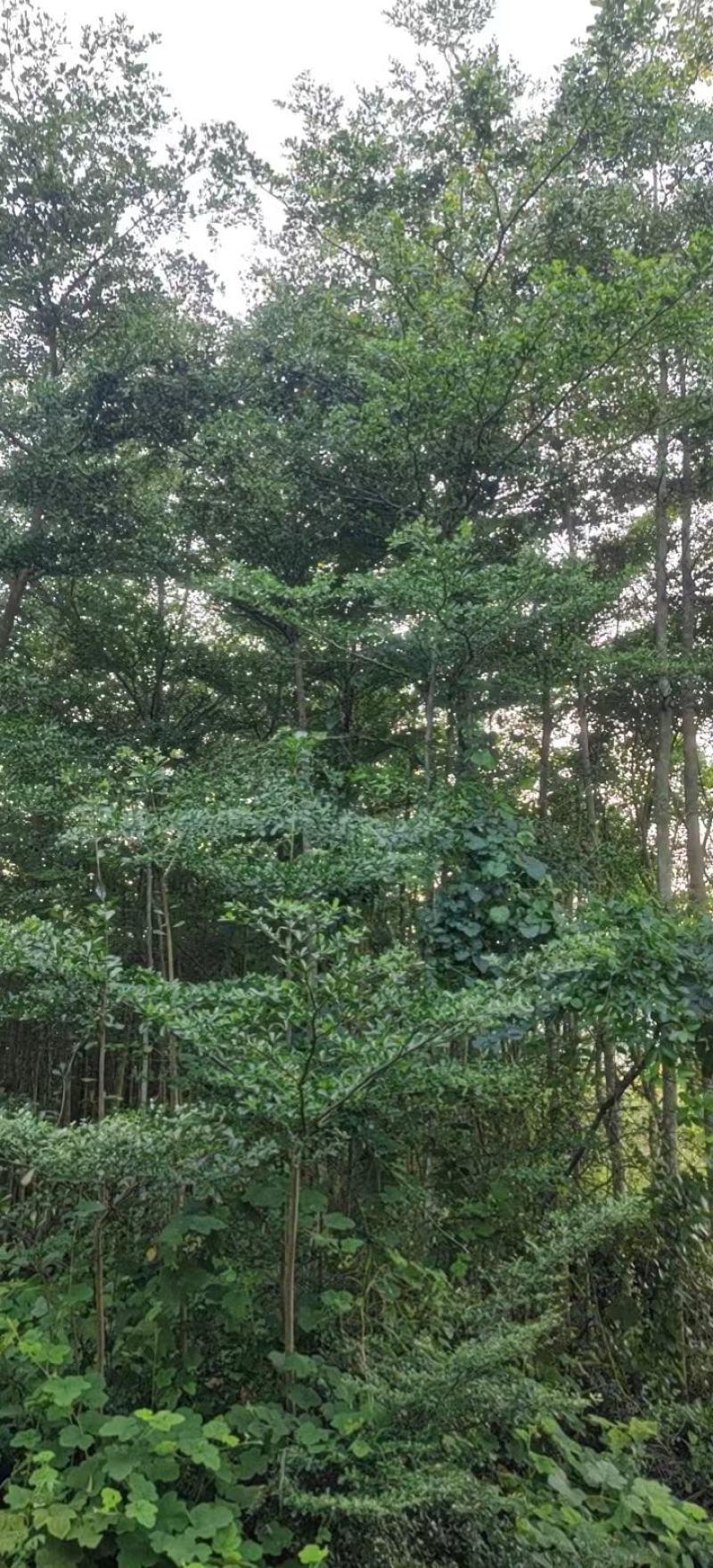绿化园林景观适合河提公园细叶揽仁树