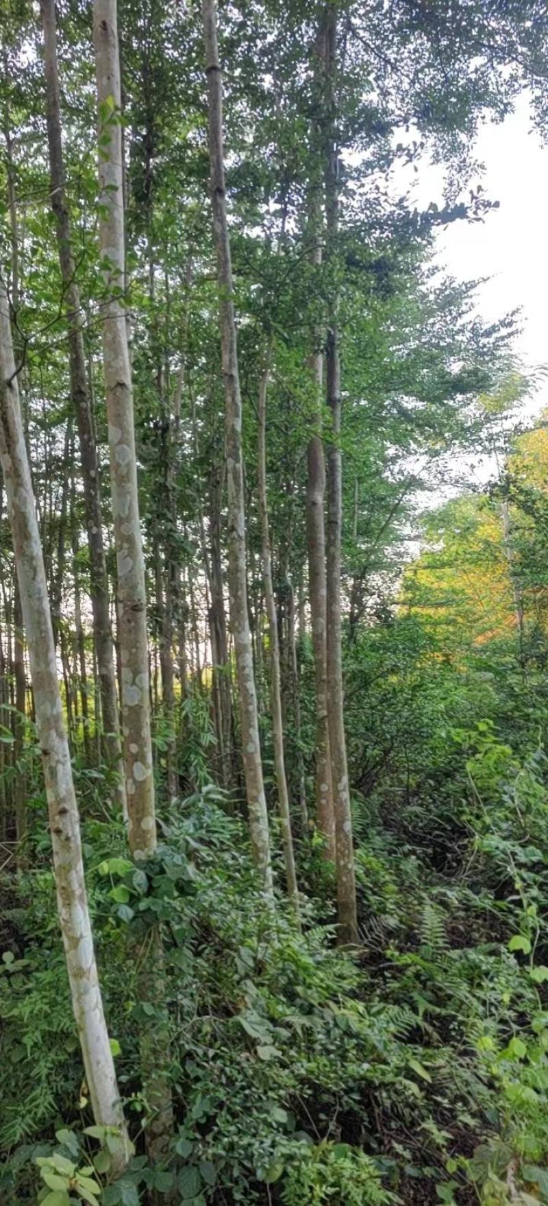 绿化园林景观适合河提公园细叶揽仁树