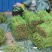 缸豆