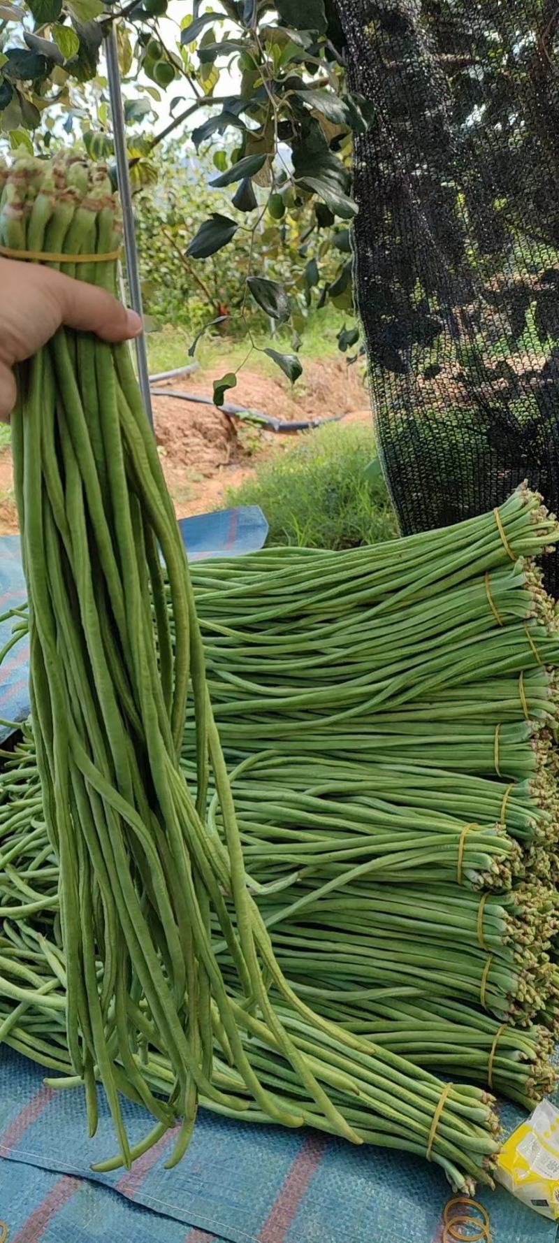 缸豆
