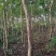 园林绿化苗木万紫千红又名龙胆木适合河提公园种植景观