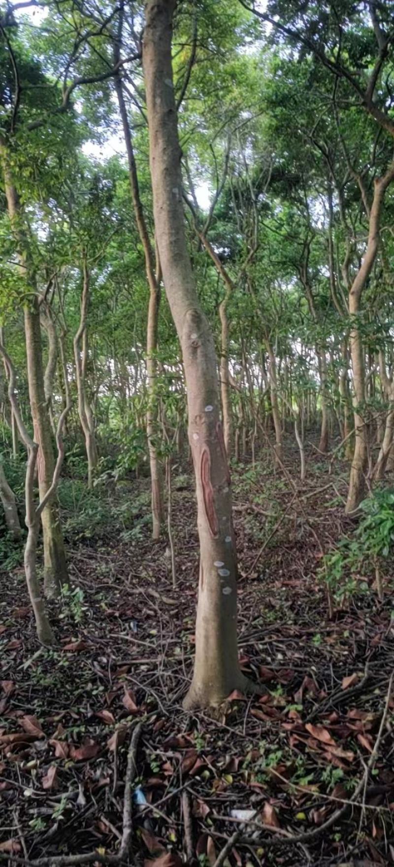 园林绿化苗木万紫千红又名龙胆木适合河提公园种植景观