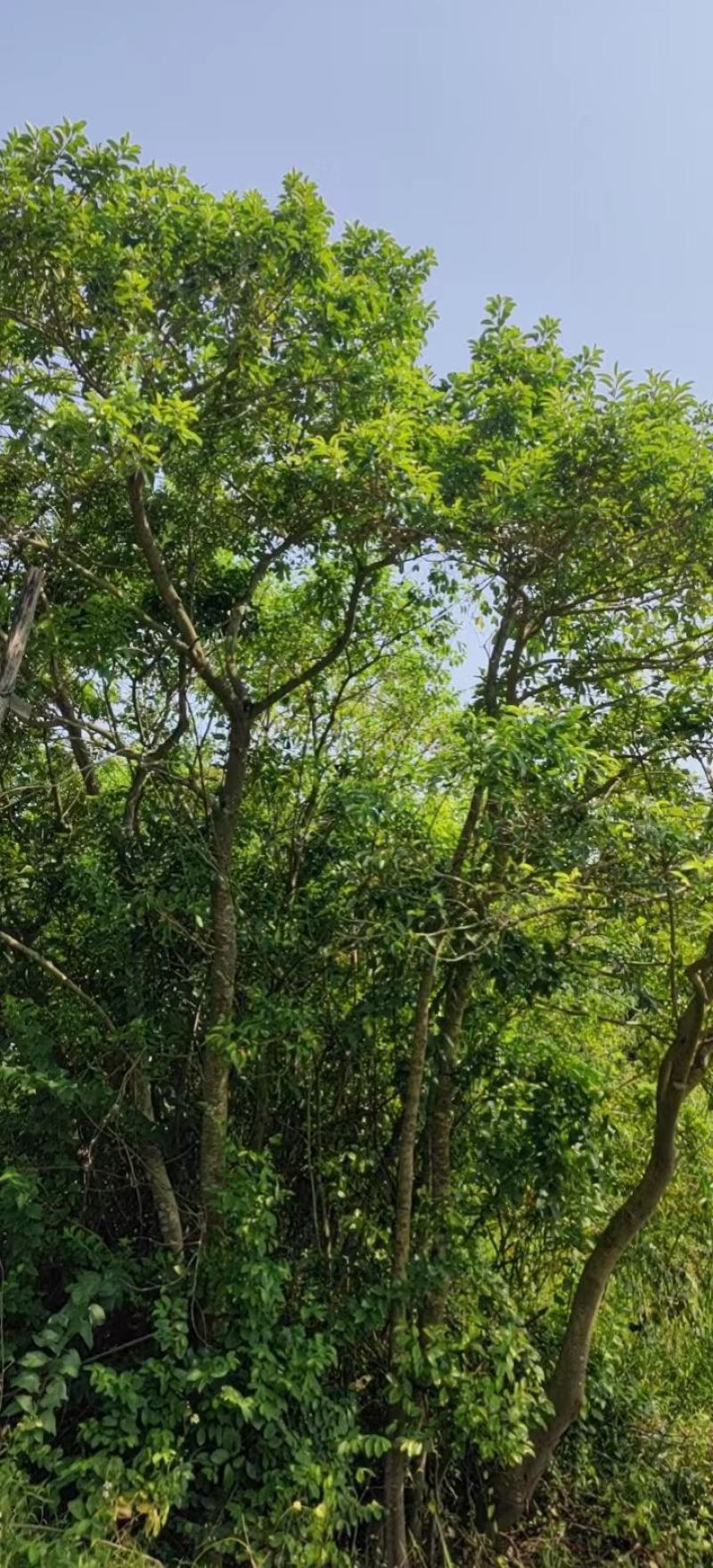 园林绿化苗木万紫千红又名龙胆木适合河提公园种植景观