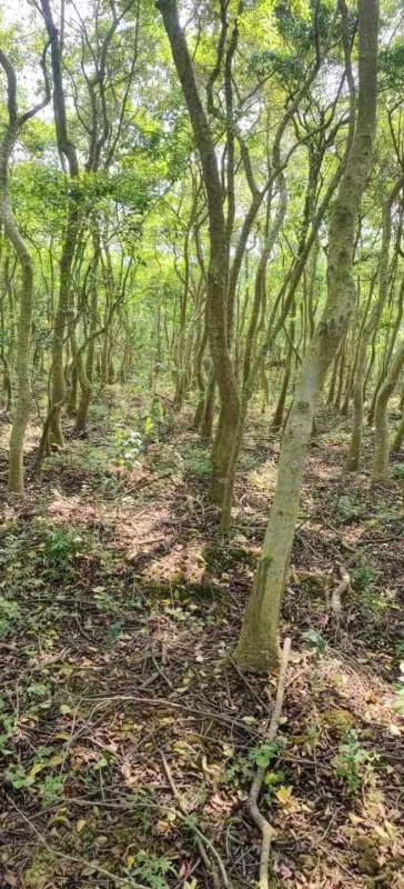 园林绿化苗木万紫千红又名龙胆木适合河提公园种植景观