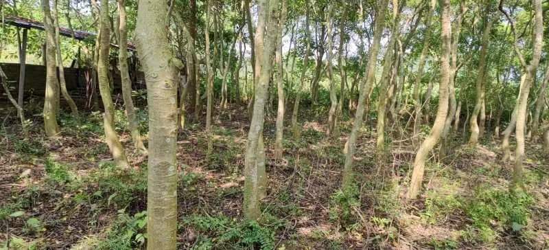 园林绿化苗木万紫千红又名龙胆木适合河提公园种植景观