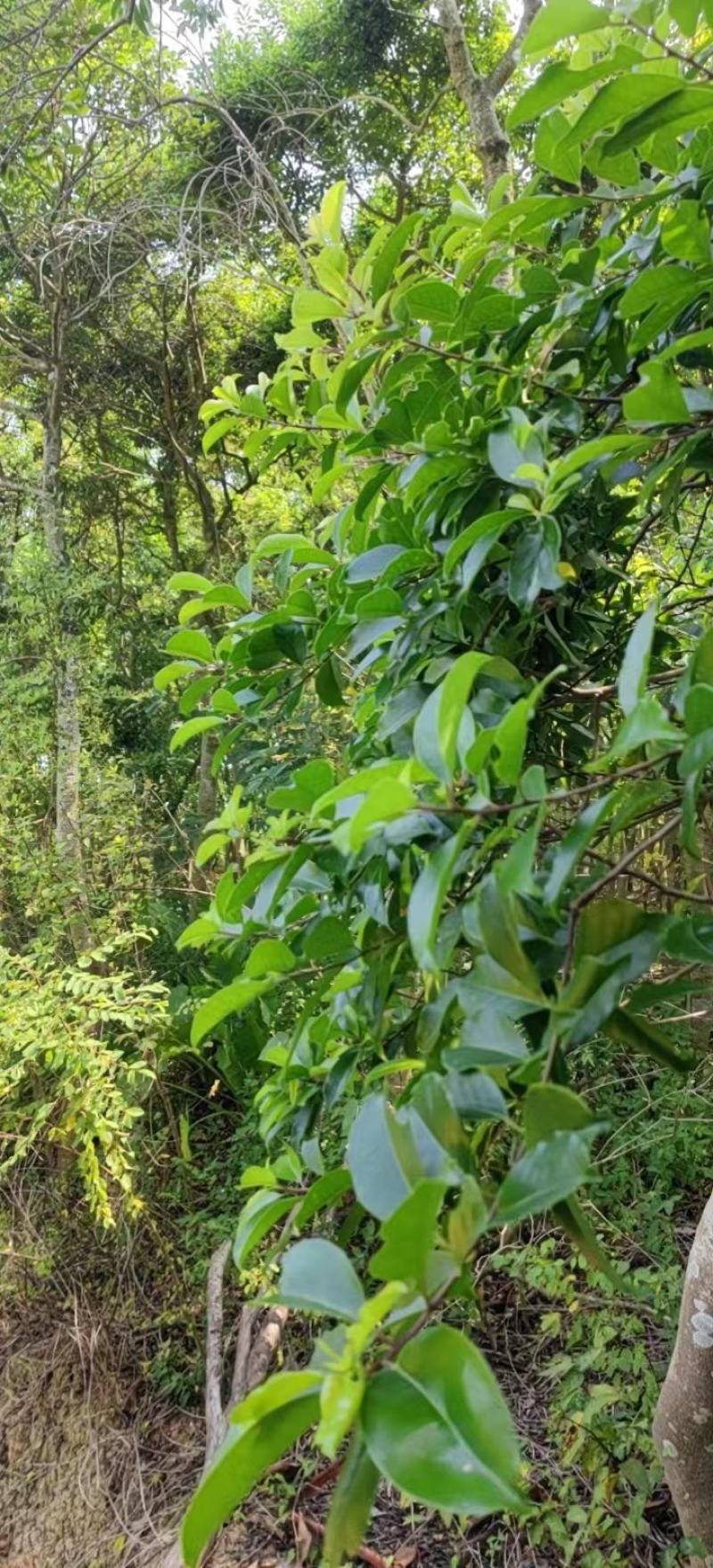 园林绿化苗木万紫千红又名龙胆木适合河提公园种植景观