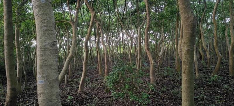 园林绿化苗木万紫千红又名龙胆木适合河提公园种植景观