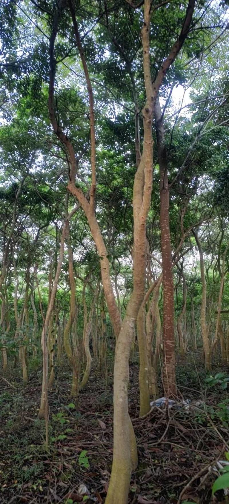 园林绿化苗木万紫千红又名龙胆木适合河提公园种植景观