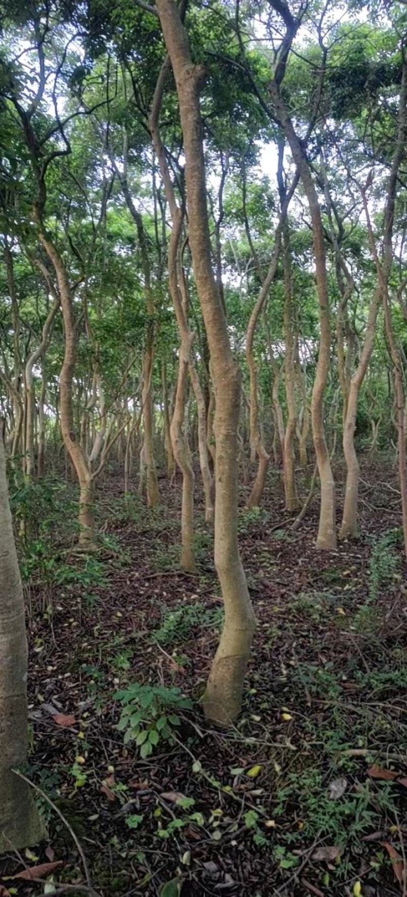 园林绿化苗木万紫千红又名龙胆木适合河提公园种植景观