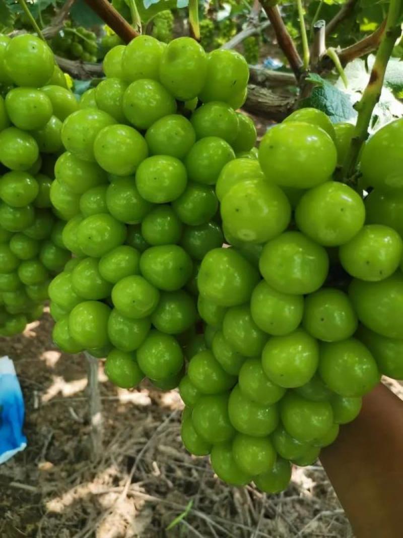 河南夏邑阳光玫瑰葡萄晴王葡萄商丘大棚种植产地量大