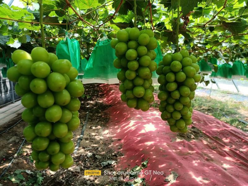 河南夏邑阳光玫瑰葡萄晴王葡萄商丘大棚种植产地量大