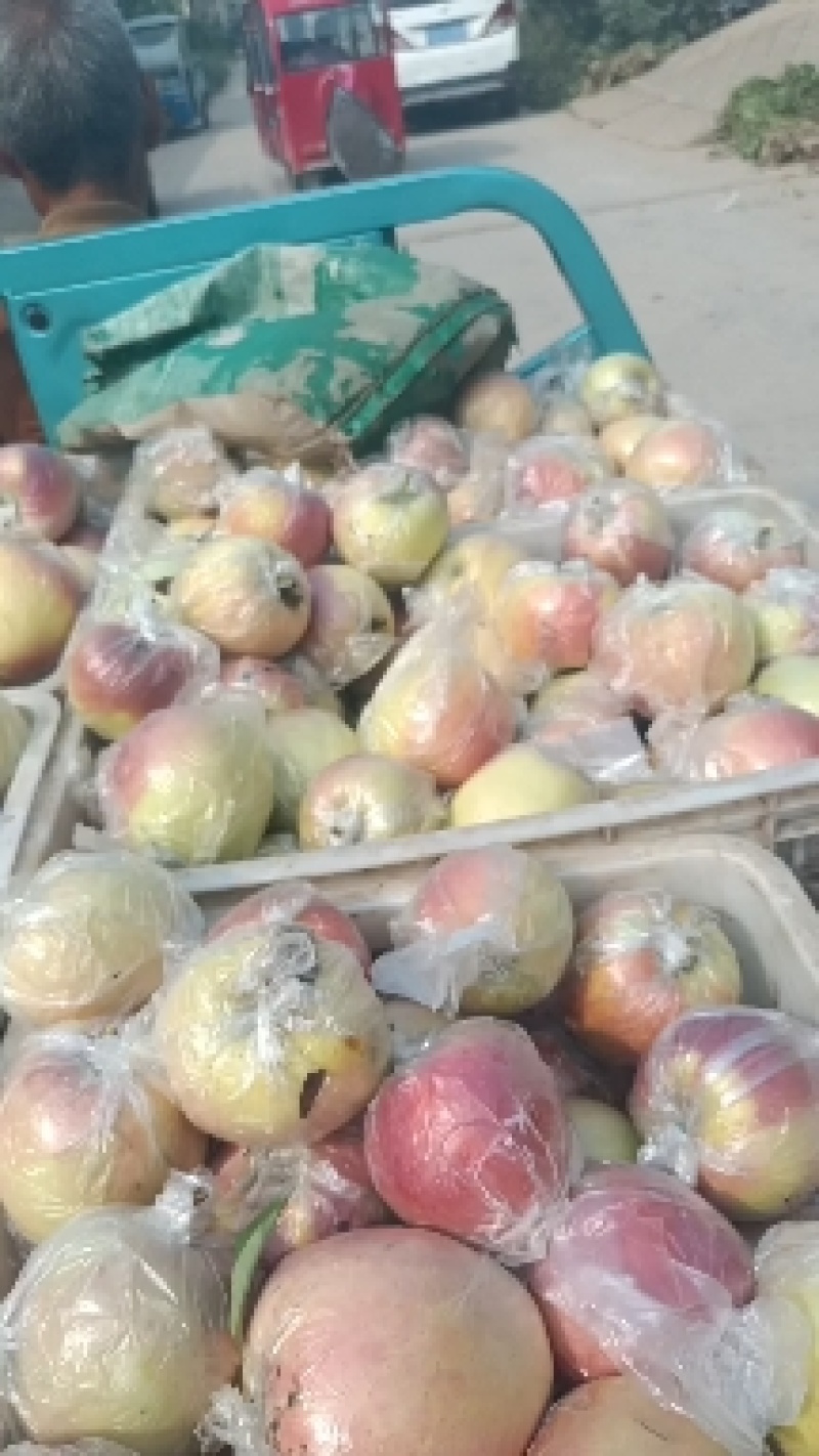 金帅苹果大量上市《精品》口感脆，电商货市场货，现摘现发货