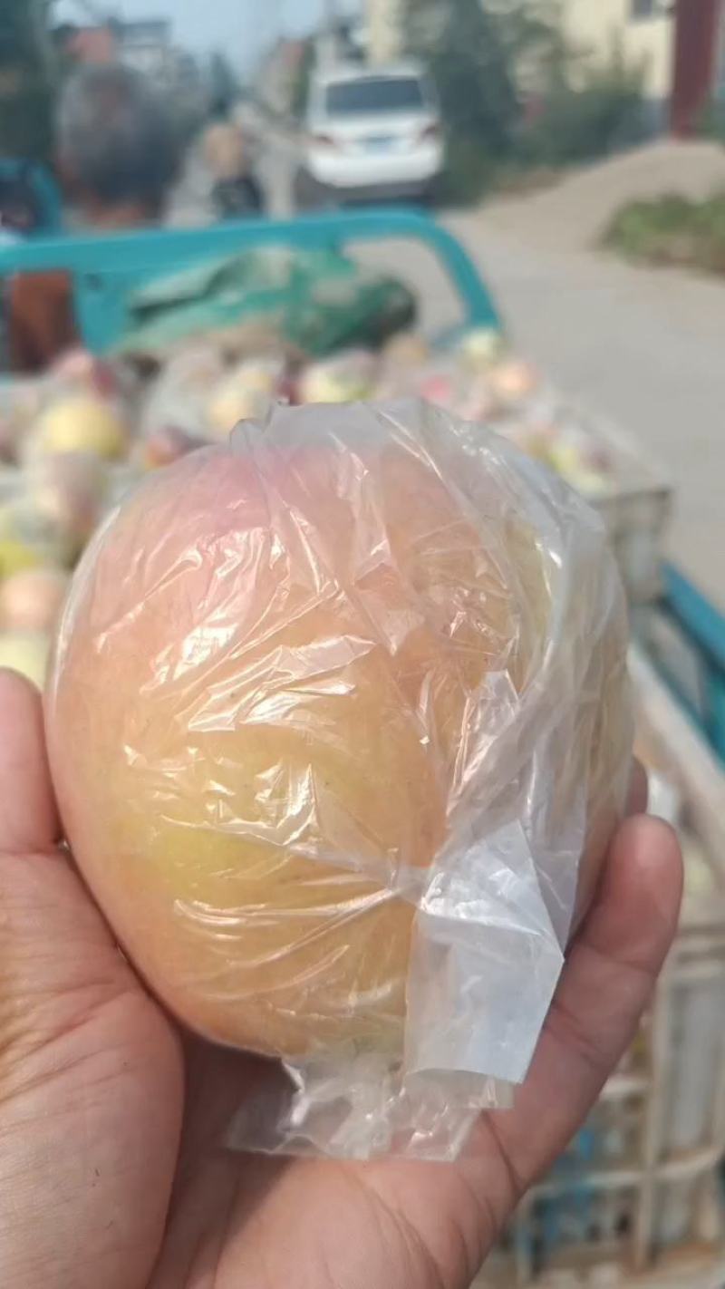 金帅苹果大量上市《精品》口感脆，电商货市场货，现摘现发货