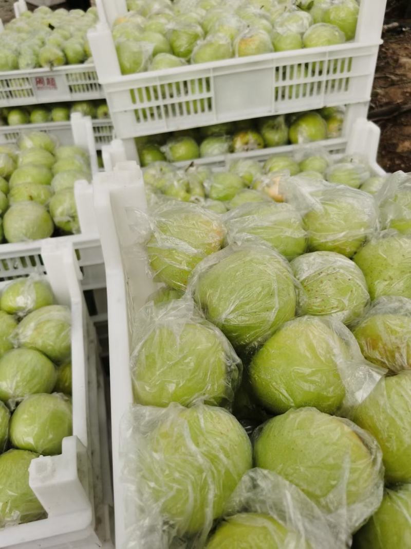 金帅苹果大量上市《精品》口感脆，电商货市场货，现摘现发货
