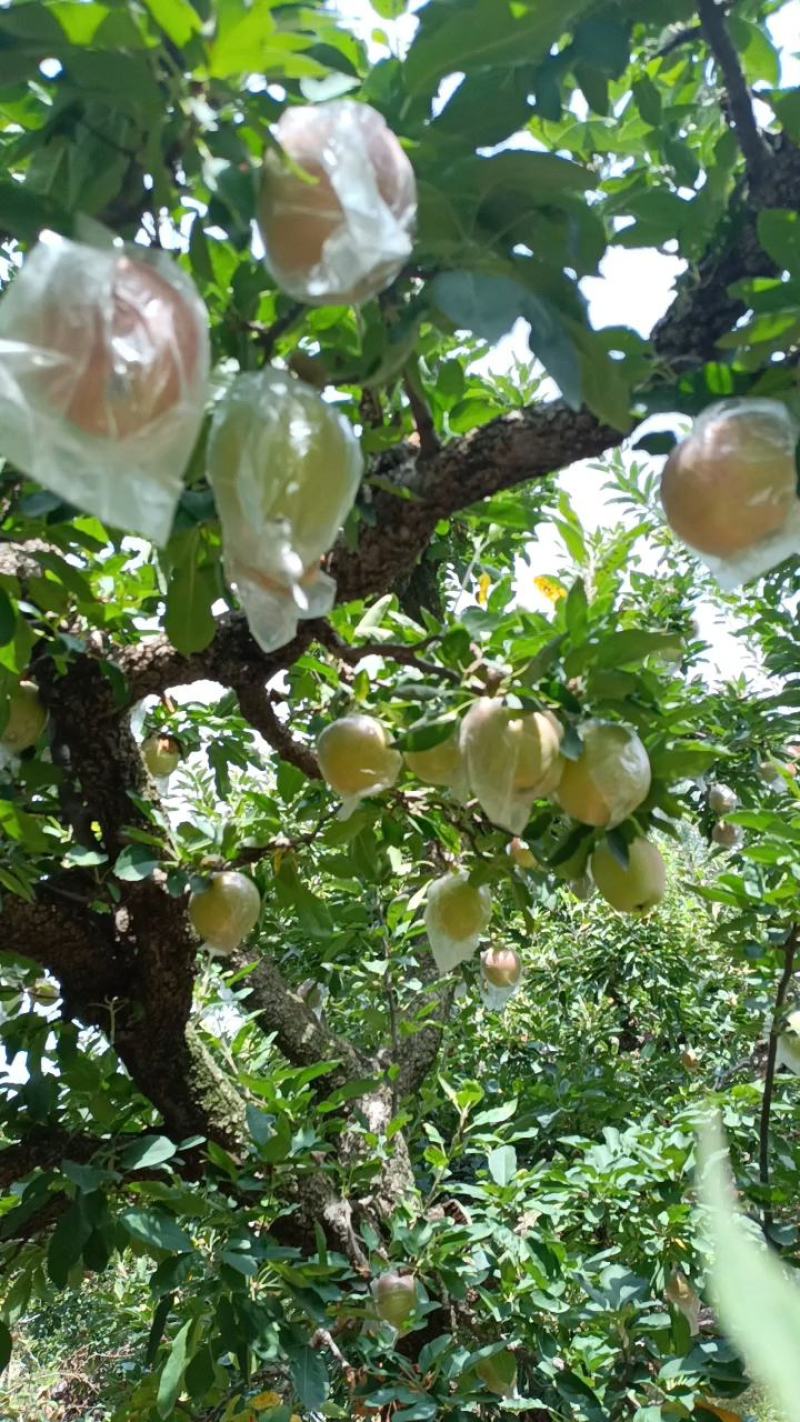 金帅苹果大量上市《精品》口感脆，电商货市场货，现摘现发货