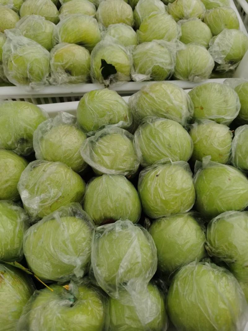 金帅苹果大量上市《精品》口感脆，电商货市场货，现摘现发货