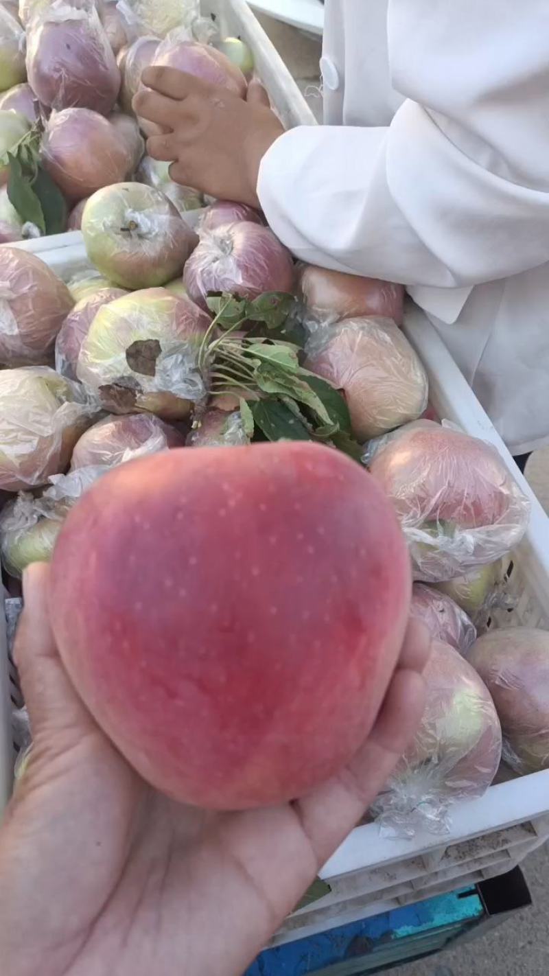 金帅苹果大量上市《精品》口感脆，电商货市场货，现摘现发货