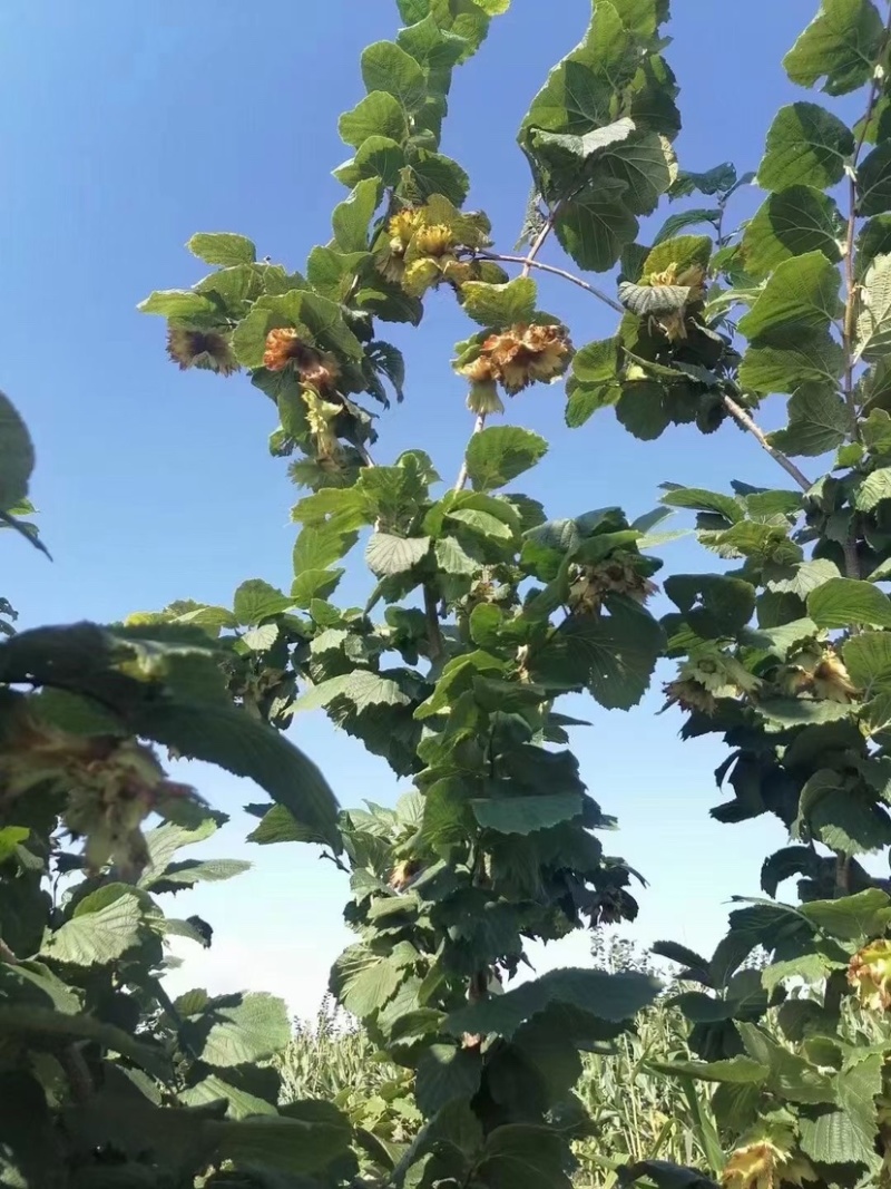 东北榛子无污染，无硫磺熏