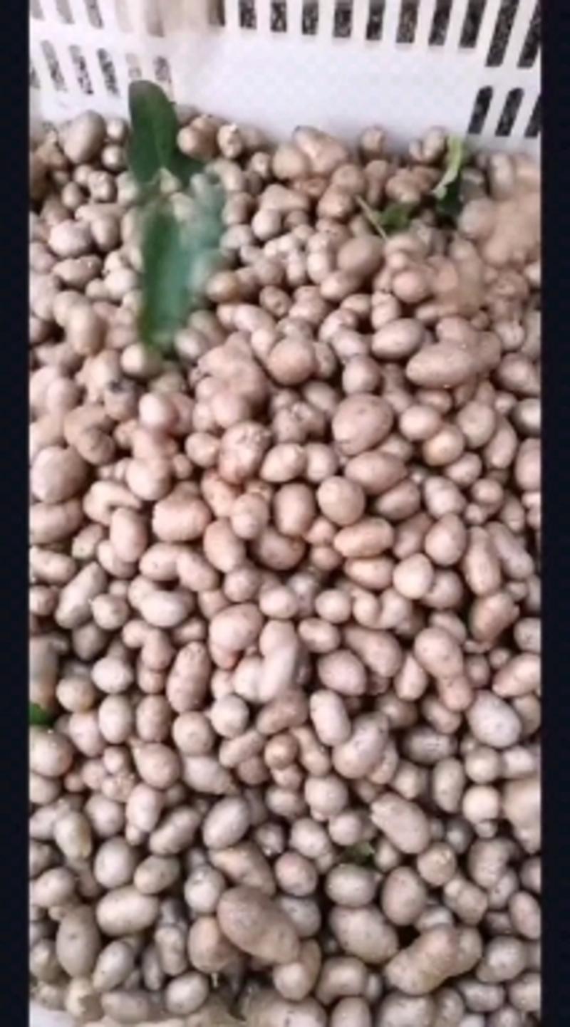 青州原产地常年批发零售优质白玉山药豆规格齐全价格合理质量