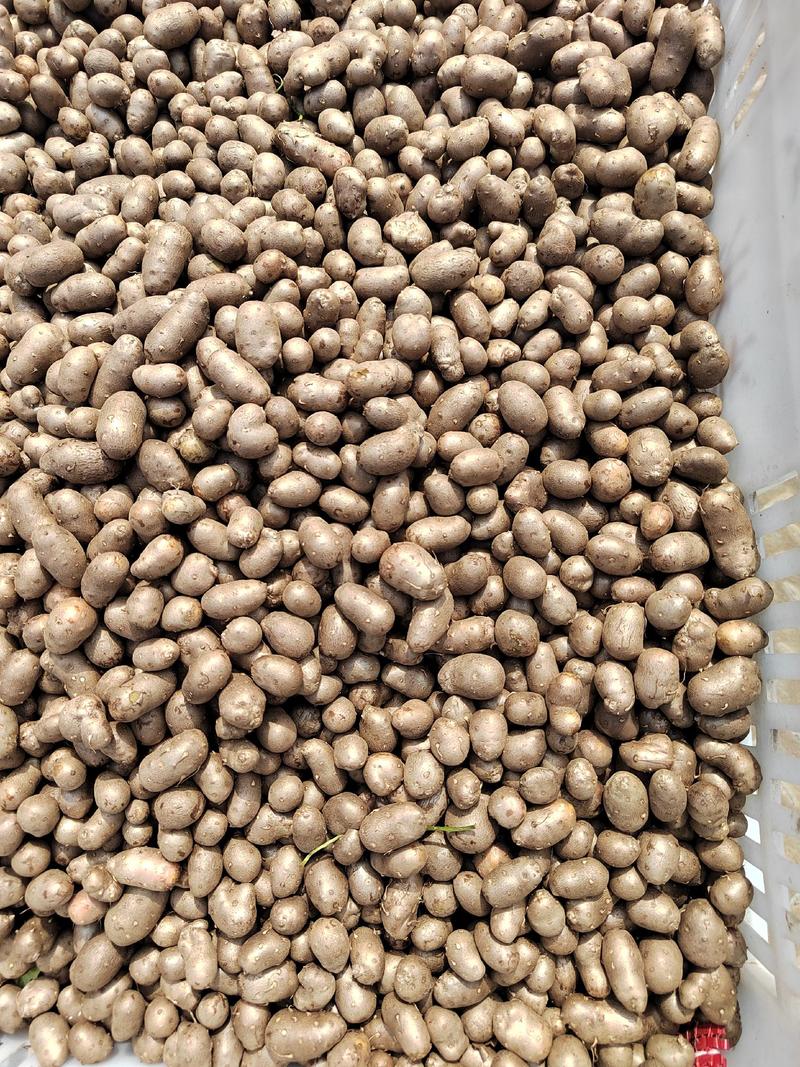 青州原产地常年批发零售优质白玉山药豆规格齐全价格合理质量