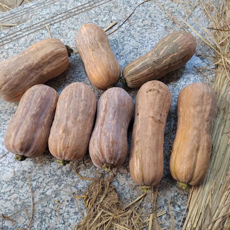 精品出口金香南瓜大量有货