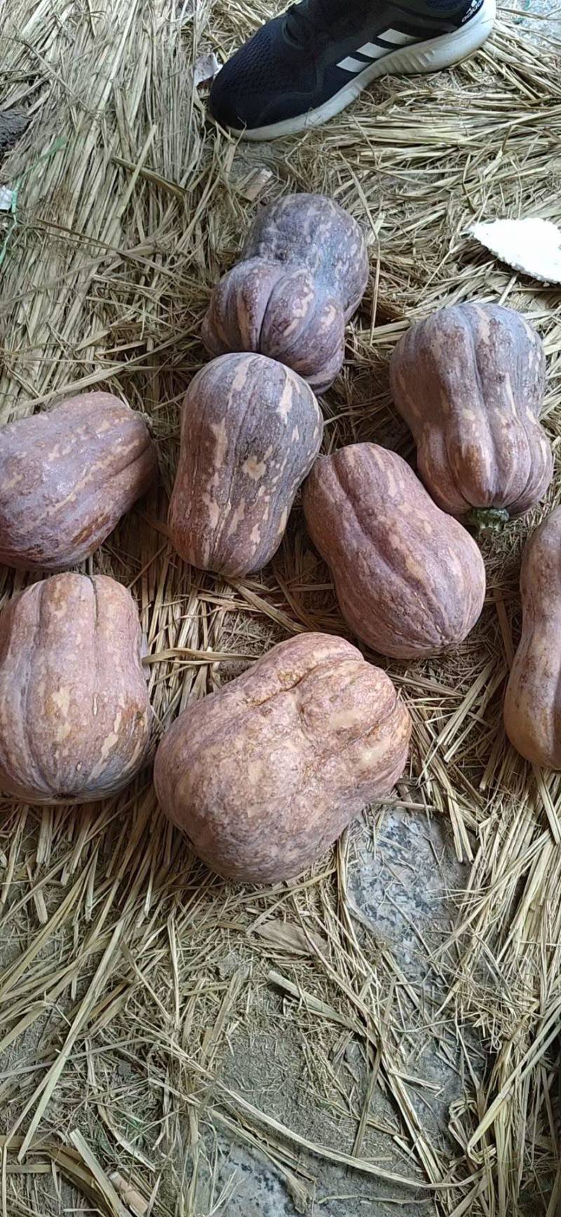 精品出口金香南瓜大量有货