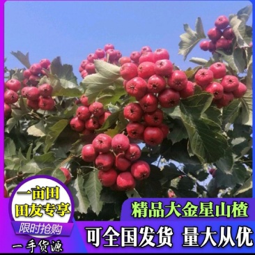 大金星山楂山东产地现摘现发，质量包证，手选果，精品代发货
