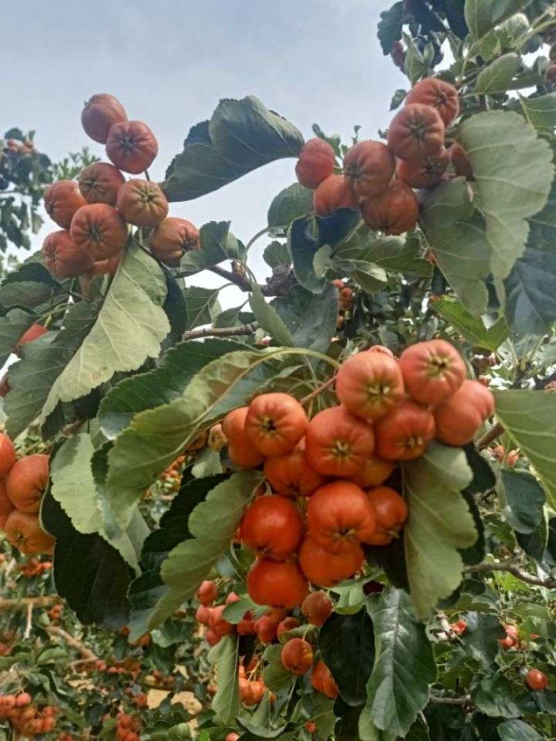 大金星山楂山东产地现摘现发，质量包证，手选果，精品代发货