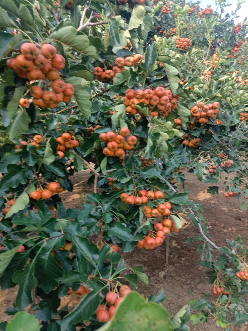 大金星山楂山东产地现摘现发，质量包证，手选果，精品代发货
