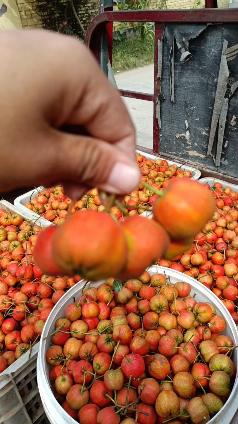 大金星山楂山东产地现摘现发，质量包证，手选果，精品代发货