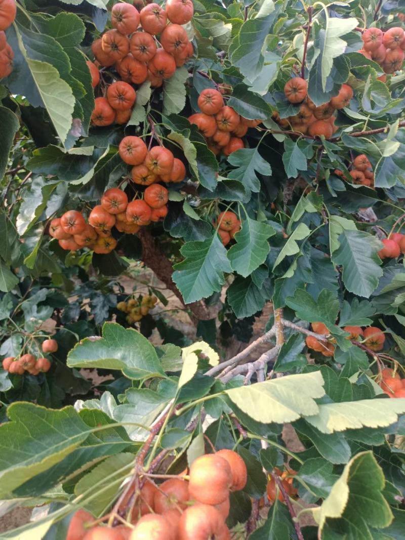 大金星山楂山东产地现摘现发，质量包证，手选果，精品代发货