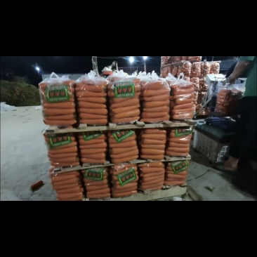 精品中条水洗胡萝卜货，价格上涨，需要的老板抓紧