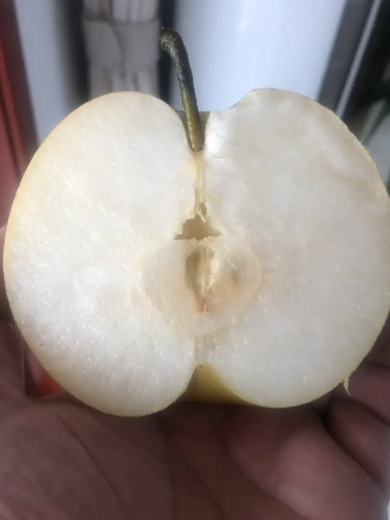 河南秋月梨产地黄梨口感佳保质保量欢迎来电采购