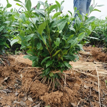 茶叶苗品种齐全绿茶奶白茶黄金茶安吉白茶